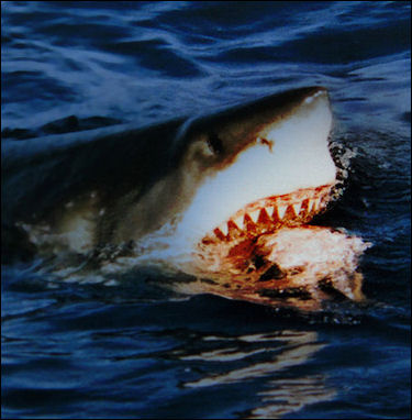 20120518-Great white shark going for bait.jpg